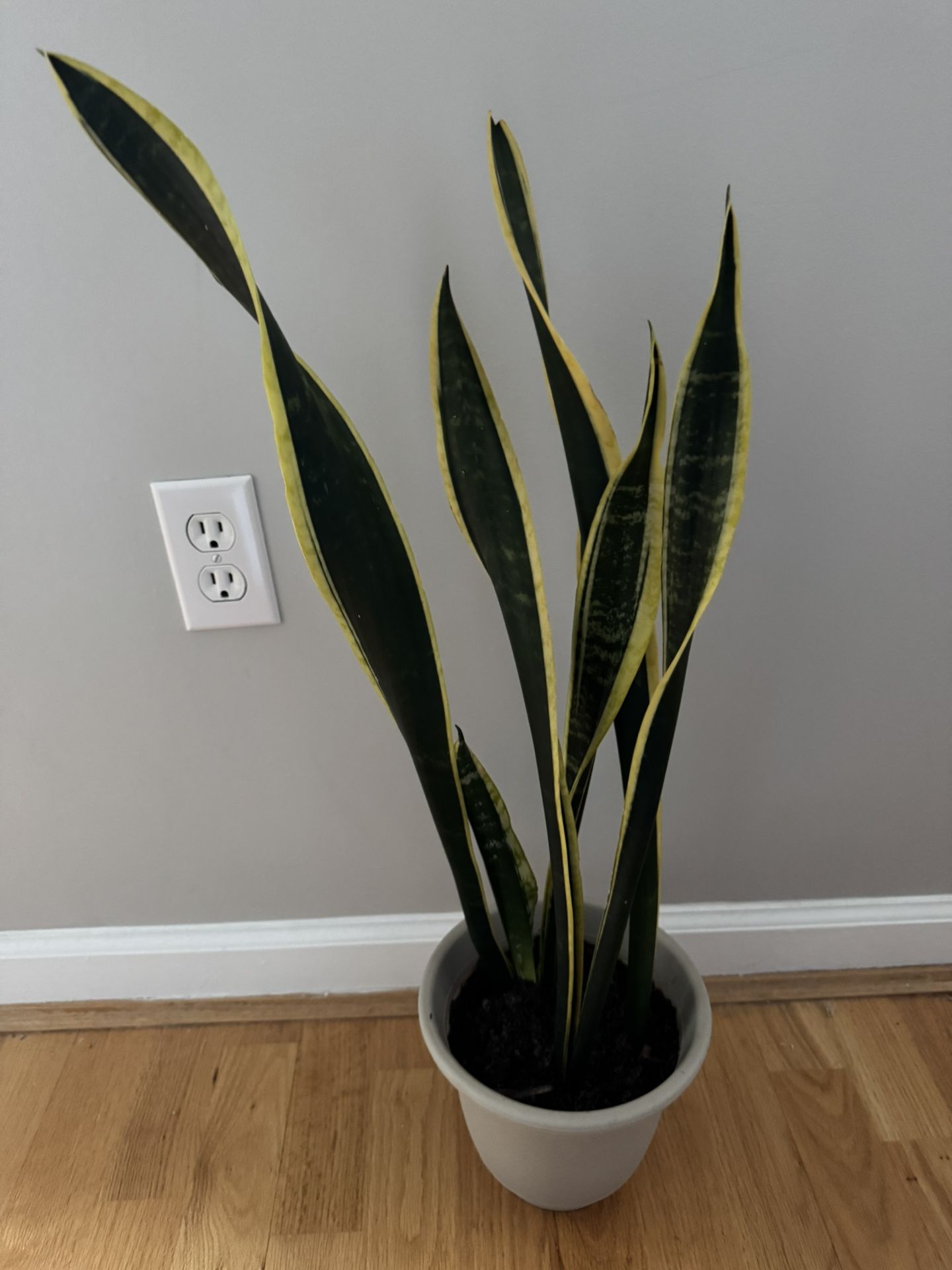 snake plant, in a new plastic pot and with fresh soil