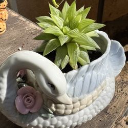 Succulents Plants 4”pot