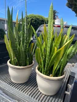 Snake Plants in Pots – Set of 2