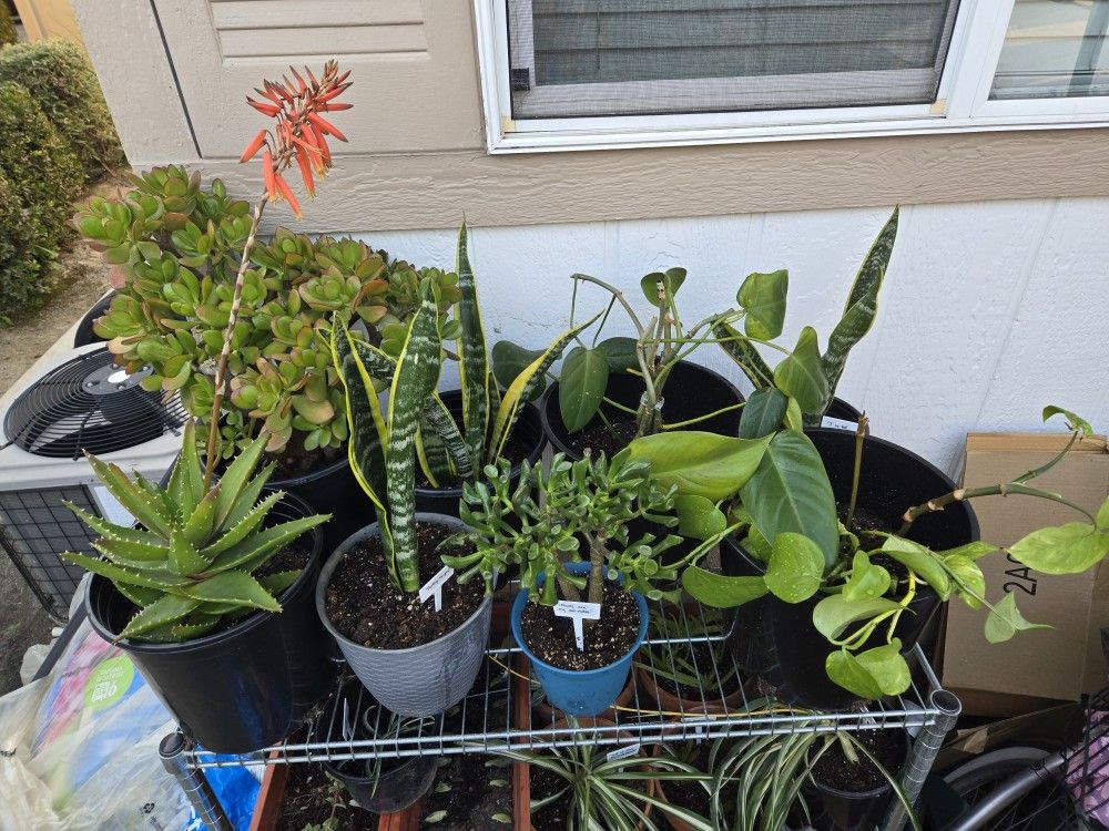 Real Plants