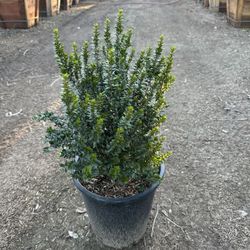 Myrtus Shrub 