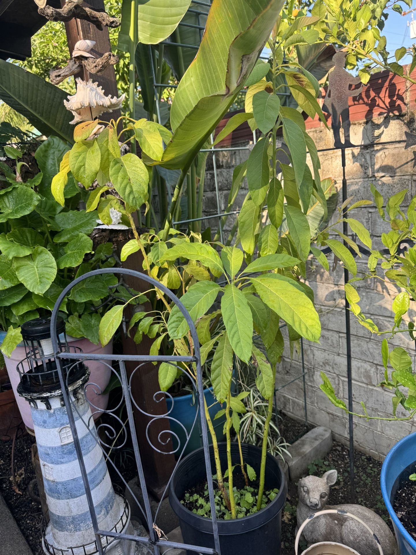 Avocado Plants (4 Total) $60