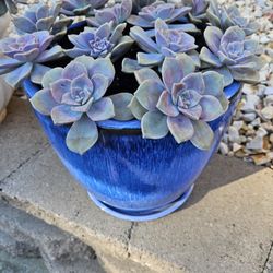 Succulent $4 each Rosette