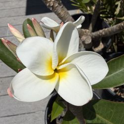 Plumeria Tropical Plant Samoan Fluff
