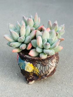 Succulents plants 🪴 （Truffle Beauty）