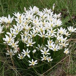 Zephyranthes candida