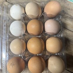 Fresh Eggs 
