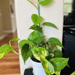 Golden Pothos Indoor Plant In 6 Inch Pots 