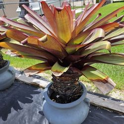  Imperial Bromeliad Plants