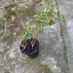 Geranium Pink Flower Plant