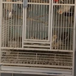 Cage Birds 