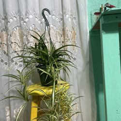 Beautiful Spider Plant 🌱 