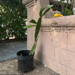 Free Cactus Plant