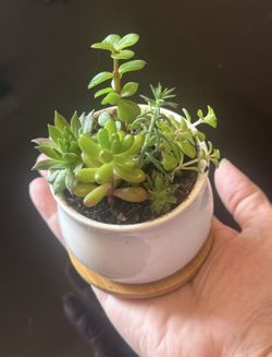 Super Cute Mini Succulent Gardens