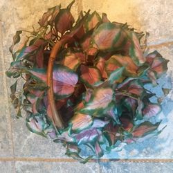 Silk Plant