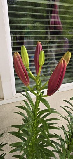 Lilys