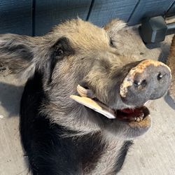 Puerco De Colección Disecado 