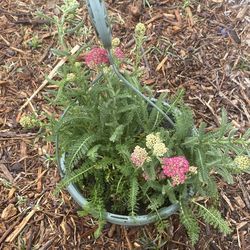 Organic yarrow hanging basket