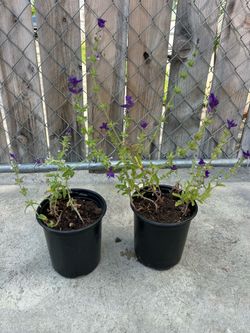 Purple Flowers