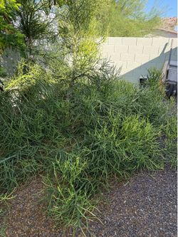 Free Cuttings from Fire Stick Plant