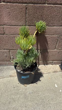 Plant (Dwarf plant)