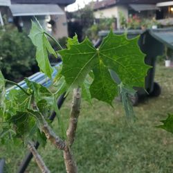 Planta