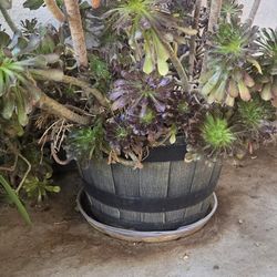 Succulent Plant 