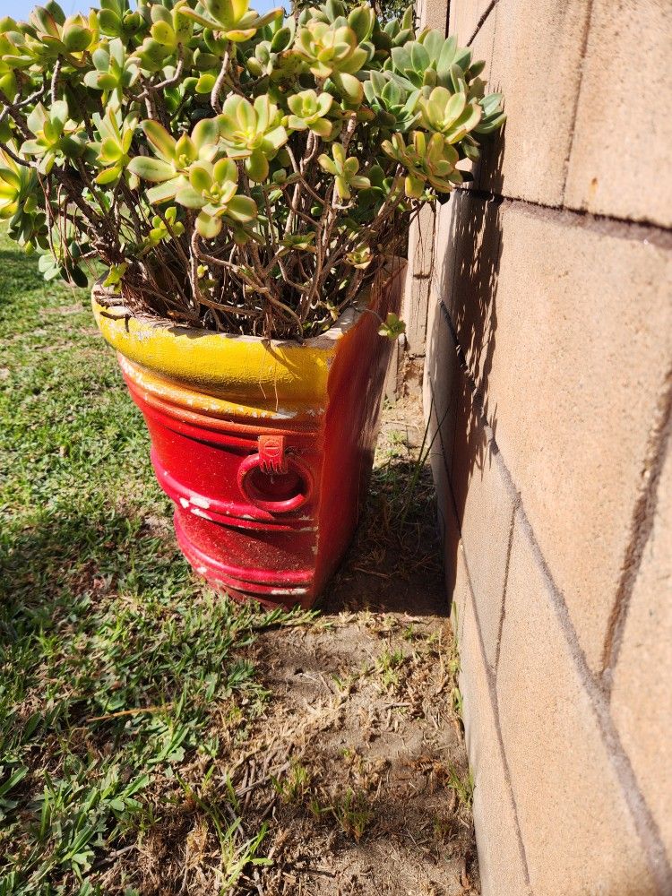 LAGRE PLANT AND POT. HALF POT TO PUT NEAR A WALL