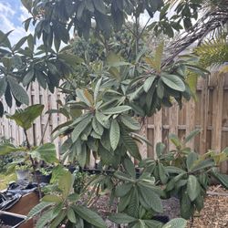 Loquat Tree (nispero japones)