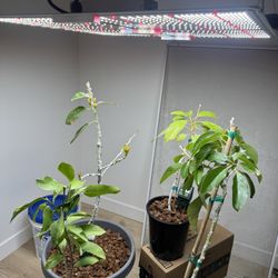 Spider Farmer Sf 4000