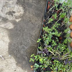 Plants For Sale 5 Each 