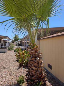Free Landscaping Plants / Shrubs - You Dig