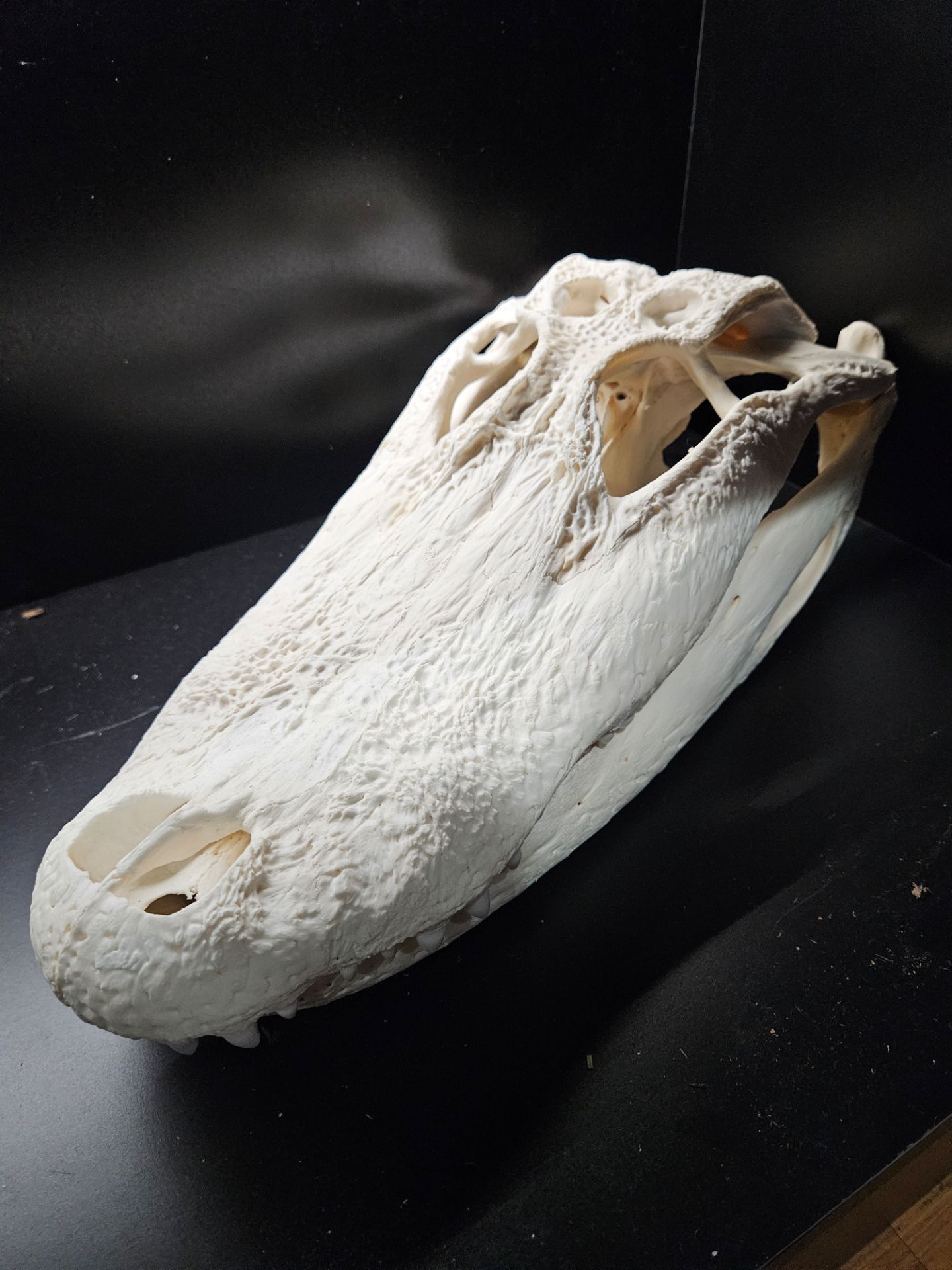 Alligator Skull
