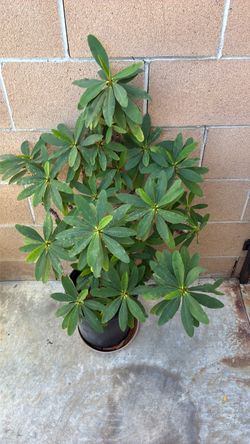 Plant