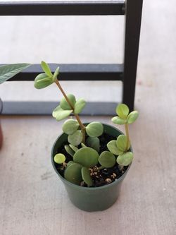 Peperomia