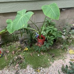Elephant Ear Plant