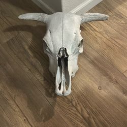 Cow Skull