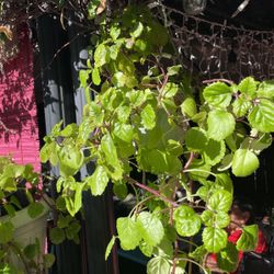 Hanging Plant