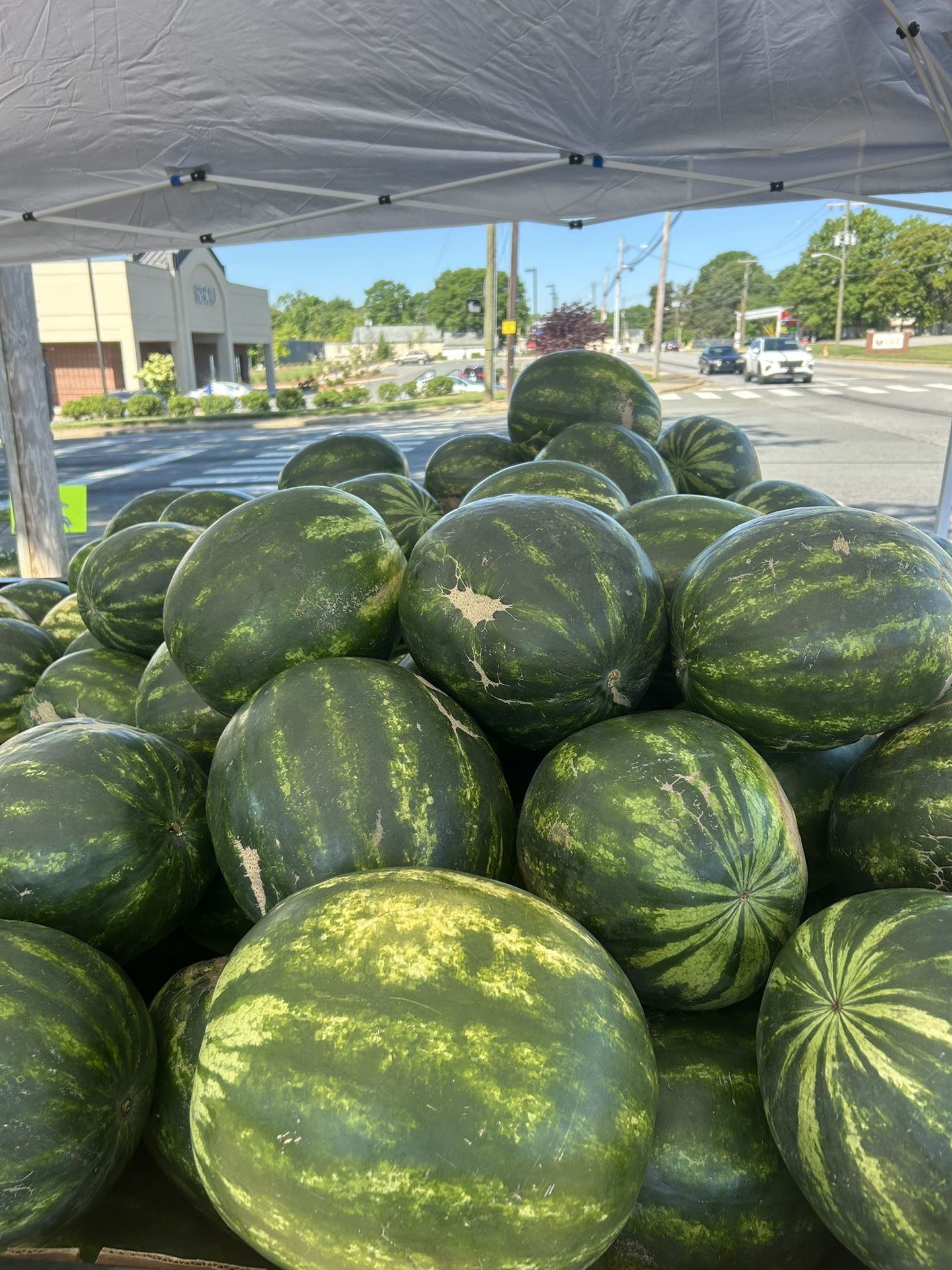 Watermelons