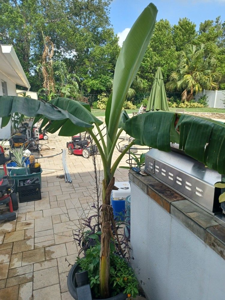 Banana Tree About 6feet Tall With Habanero 