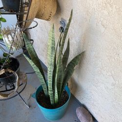 Plantas Diferente Precios 