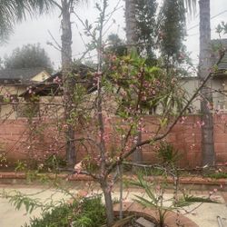 Fruiting mature tree Mid-Pride Peach Tree – Healthy, Productive Low-Chill Variety – Ready for Your SoCal yard  Vigorous growth, no pests/diseases visi