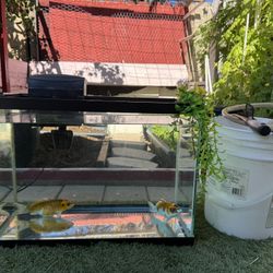 Fish Tank with everything