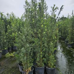 Podocarpus Over 8 To 9 Feet Tall Instant Privacy Hedge For Fence