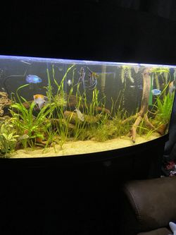 75 Gallon Bow Front Aquarium (everything Included)