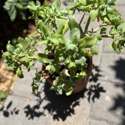 Silver dollar plant in terra-cotta planter
