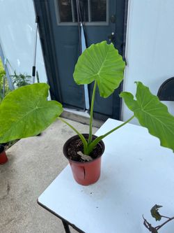 Elephant ear