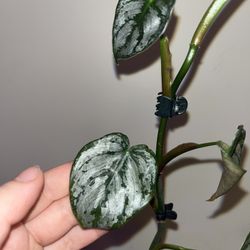 Silver philodendron (Philodendron brandtianum)