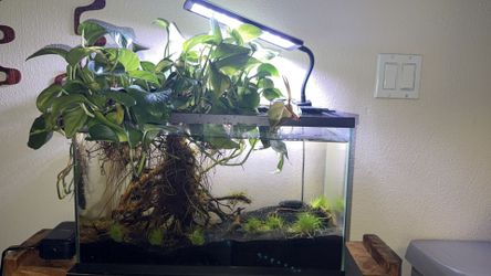 Riparium & Aquarium - 15 Gal 