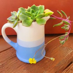 Cute Succulent Planter